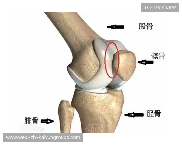 普尔股四头肌拉伤将缺席，股四头肌肌腱拉伤